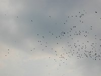 DSC_8354